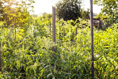 Ev bahçesindeki kazıklı domates çalıları yazın köyde akşam güneşiyle aydınlanır.