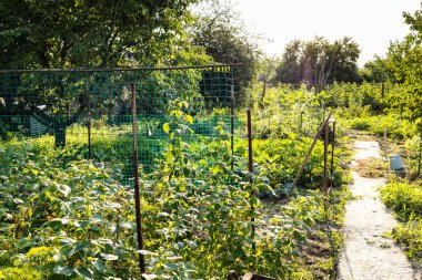 view of home garden illuminated by evening sun in village in summer