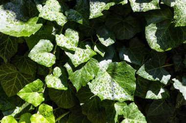 wet leaves of ivy plant after rain on sunny summer day