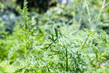 wet green foliage of carrot plants close up in home garden after summer rain (focus on the twig in center)