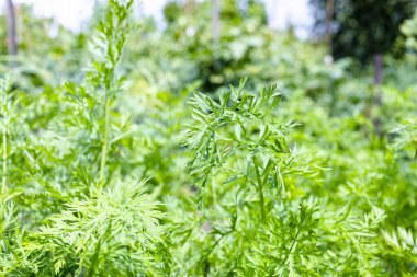 wet green leaves of carrot plants close up in home garden after summer rain (focus on the twig in center)
