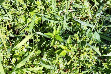 top view of wet green grass close up on meadow after rain on sunny summer day