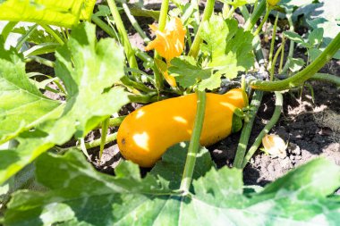 ripe golden zucchini and yellow flowers at home garden on sunny summer day