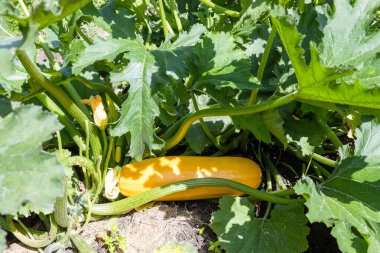 top view of ripe golden zucchini at home garden on sunny summer day