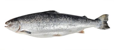 raw atlantic salmon from Faroe islands isolated on white background