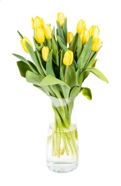 bouquet of yellow tulips in glass vase isolated on white background