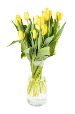 fresh yellow tulip flowers in glass vase isolated on white background