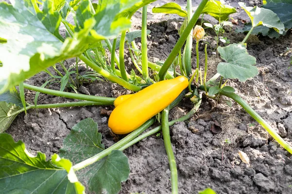 Paar Reife Gelbe Zucchinis Auf Dem Boden Gemüsegarten Einem Sonnigen — Stockfoto