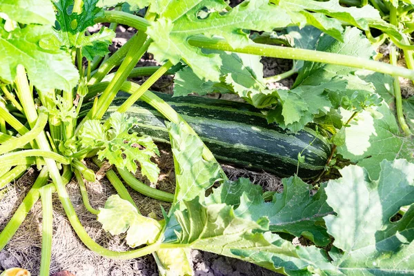 Vista Superior Tutano Vegetal Verde Maduro Entre Folhas Horta Dia — Fotografia de Stock