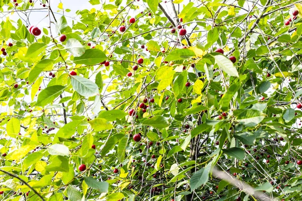 Ramas Cerezo Con Hojas Verdes Frutos Rojos Maduros Jardín Casero — Foto de Stock