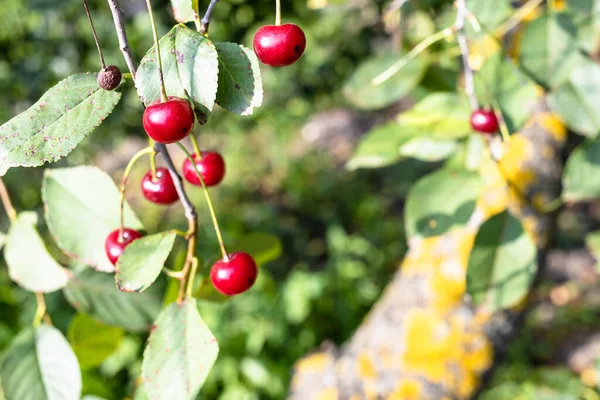 Ripe Cherries Old Cherry Tree Close Home Garden Sunny Summer — Stock Photo, Image