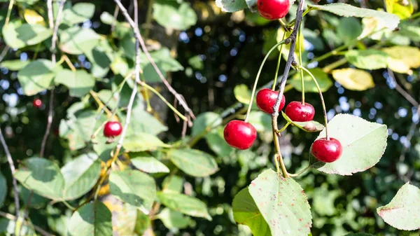 Panoramic View Ripe Cherries Twigs Close Home Garden Sunny Summer — Stock Photo, Image