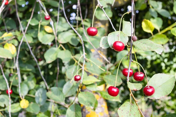 Ripe Cherry Fruits Old Tree Close Home Garden Summer Day — Stock Photo, Image