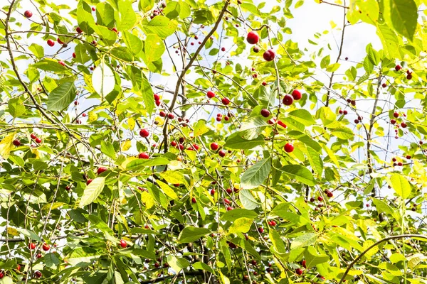 Foliage Ripe Red Fruits Cherry Tree Home Garden Sunny Summer — Stock Photo, Image