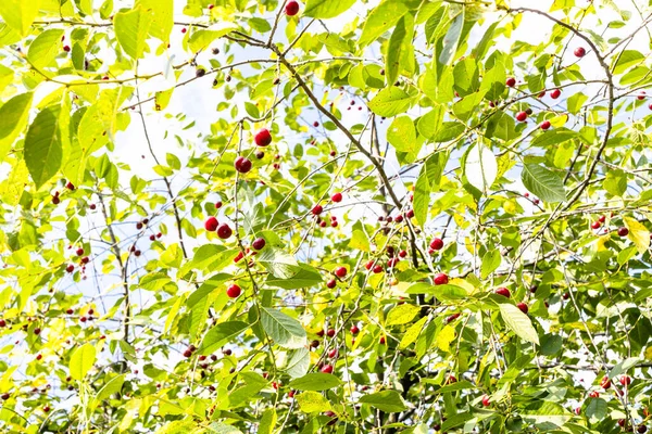 Gröna Blad Och Mogna Röda Frukter Körsbärsträd Trädgården Solig Sommardag — Stockfoto