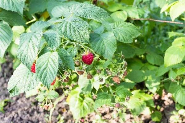 Blick Auf Himbeersträucher Mit Reifen Und Unreifen Beeren Heimischen Garten — Stockfoto