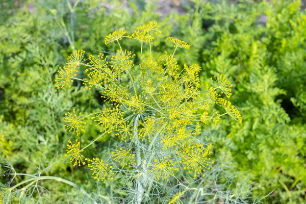 Kvetoucí Kopr Rostlina Zelené Listy Mrkve Pozadí Domácí Zahradě Letní — Stock fotografie