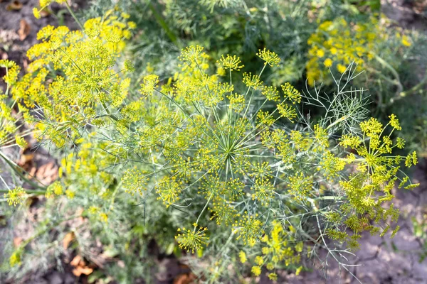 Vue Dessus Plante Aneth Floraison Dans Jardin Maison Jour Été — Photo