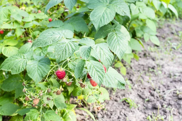 Arbusto Frambuesa Con Bayas Maduras Inmaduras Jardín Casero Día Verano —  Fotos de Stock