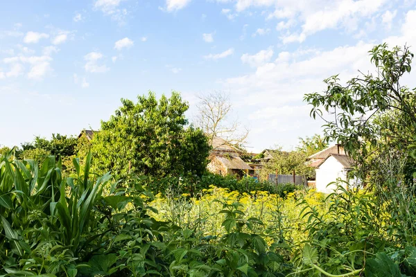 Overwoekerde Moestuin Het Dorp Zonnige Zomerdag — Stockfoto