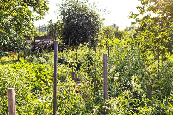 夏は村の夜の太陽に照らされた家庭菜園のトマトの茂み — ストック写真