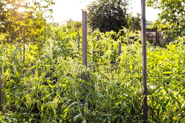 Tomatenstruiken Met Palen Tuin Verlicht Door Avondzon Het Dorp Zomer — Stockfoto