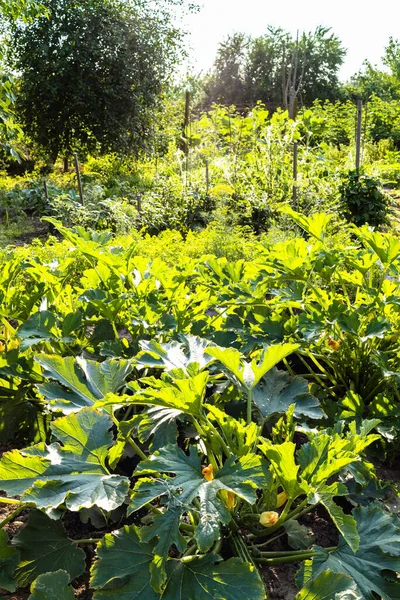 Zucchini Plantation Green Home Garden Lit Evening Sun Village Summer — Stock Photo, Image