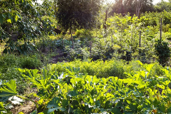 Jardin Verdoyant Avec Des Courgettes Des Lits Tomates Éclairés Par — Photo