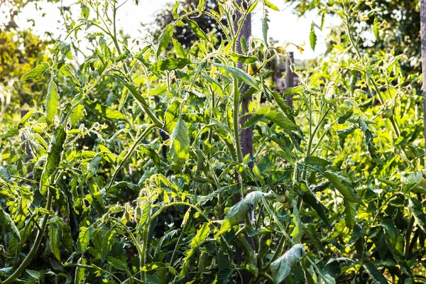 Arbustos Tomate Cerca Jardín Casa Verde Iluminado Por Sol Noche —  Fotos de Stock