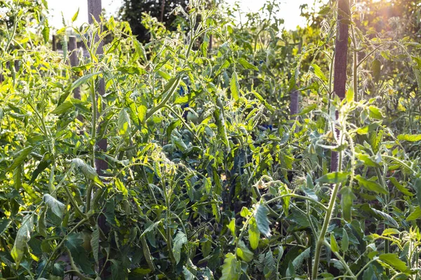 Tomaat Struiken Staken Groene Huis Tuin Verlicht Door Avondzon Het — Stockfoto