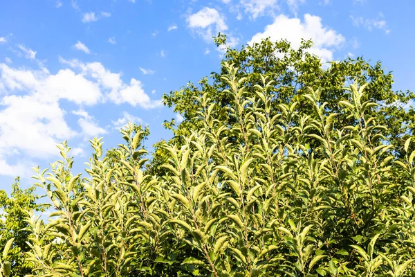 Groen Gebladerte Van Fruitbomen Verlicht Door Avondzon Blauwe Lucht Achtergrond — Stockfoto