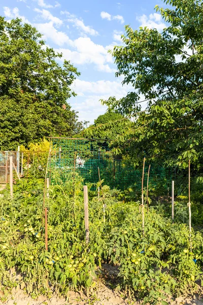 Jardin Maison Avec Des Arbustes Tomates Éclairés Par Soleil Soir — Photo