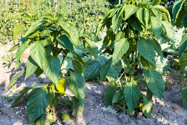 Groene Paprika Struiken Met Rijp Fruit Grond Huis Tuin Zonnige — Stockfoto