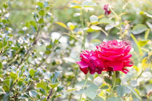 Duas Flores Rosas Naturais Perto Cerca Jardim Casa Fechar Dia — Fotografia de Stock