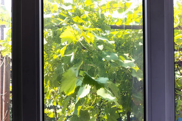View Green Leaves Grapes Home Vineyard Window Village House Sunny — Stock Photo, Image