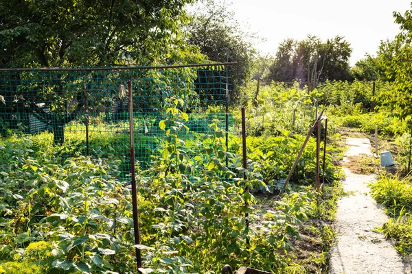 Vista Sul Giardino Casa Illuminato Dal Sole Serale Nel Villaggio — Foto Stock