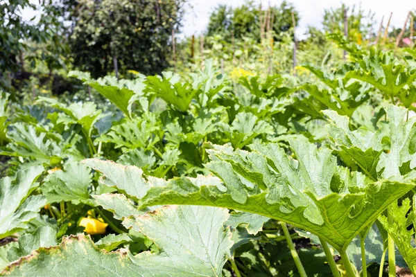 Grandes Feuilles Courgettes Plante Près Dans Jardin Maison Verte Jour — Photo