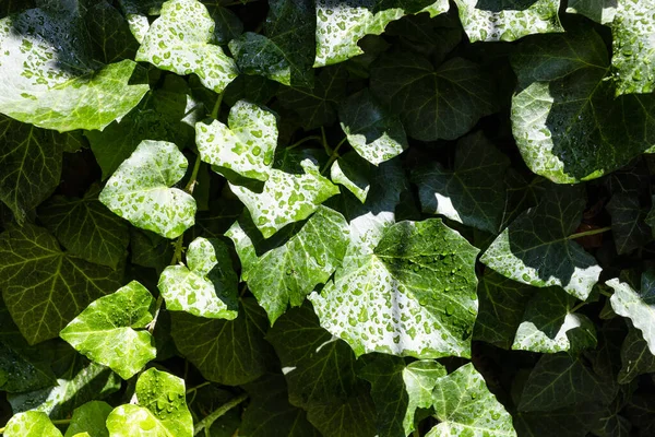 Natte Bladeren Van Klimop Regen Zonnige Zomerdag — Stockfoto