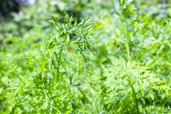 Våta Gröna Morotsväxter Stänga Upp Hemträdgård Efter Sommaren Regn Fokus — Stockfoto