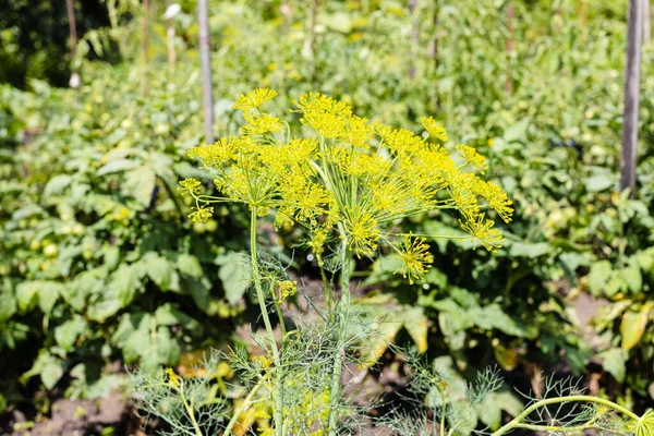 夏の日に雨が降った後に自宅の庭で湿式開花ディル植物 — ストック写真