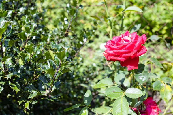 Υγρή Τριαντάφυλλο Λουλούδια Σταγόνες Βροχής Κοντά Holly Θάμνος Στο Σπίτι — Φωτογραφία Αρχείου