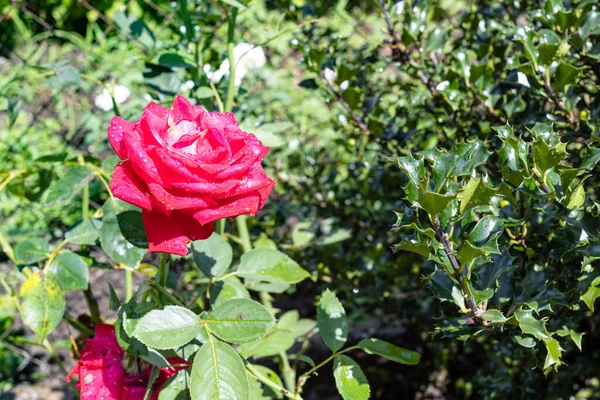 Wet Rose Flowers Holly Bush Home Garden Close Rain Sunny — Stock Photo, Image