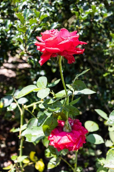 Natuurlijke Natte Roos Bloemen Thuis Tuin Close Regen Zonnige Zomerdag — Stockfoto