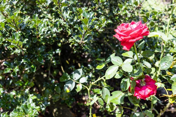 Wet Natural Rose Flowers Holly Bush Fence Home Garden Summer — Stock Photo, Image