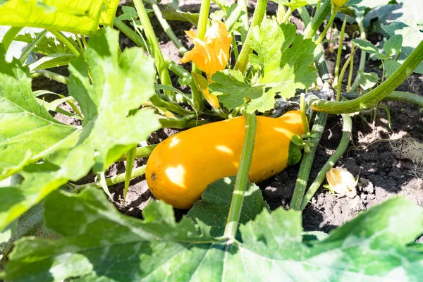 Rijpe Gouden Courgette Gele Bloemen Thuis Tuin Zonnige Zomerdag — Stockfoto