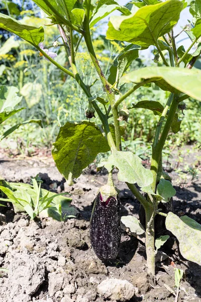 Vertical View Eggplant Bush Ripe Fruits Ground Home Garden Sunny — Stok fotoğraf