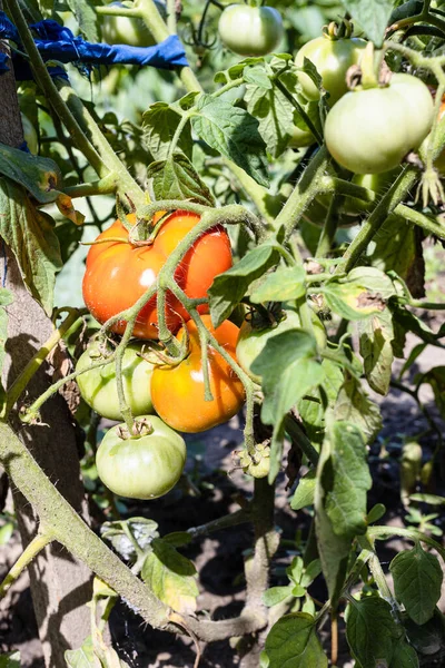 Ripening Fruits Tomato Bush Close Wooden Pole Home Garden Sunny — Stock Photo, Image