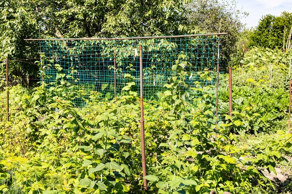 Groene Huis Tuin Achtertuin Van Dorpshuis Zomerse Zonnige Dag — Stockfoto