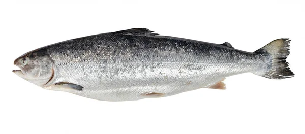 Atlantische Zalm Van Faeröer Geïsoleerd Witte Achtergrond — Stockfoto