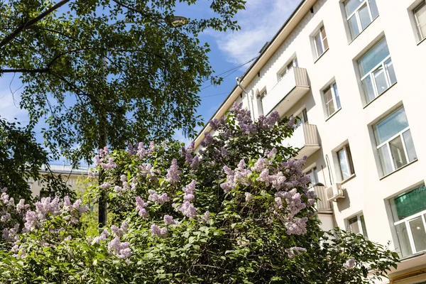 Bush Blooming Lilacs Courtyard Residential House Sunny May Day — Stock Photo, Image